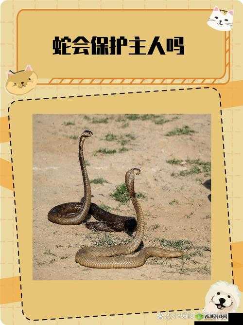 蛇王的尾巴高ah竟然有这种神奇功能：令人惊叹的未知奥秘