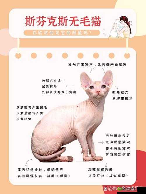 梦间集天鹅座，探索宠物之选，独家揭秘你的个性化专属萌宠养成秘籍