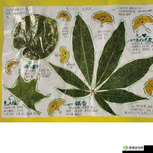 根据标本怎么做:详细步骤与实用技巧,标本制作全攻略分享